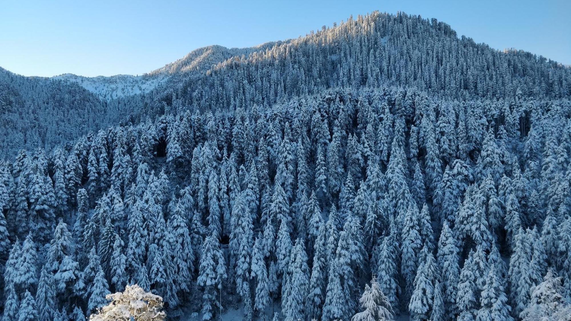 Black Bear Cottage Khajjiar Εξωτερικό φωτογραφία