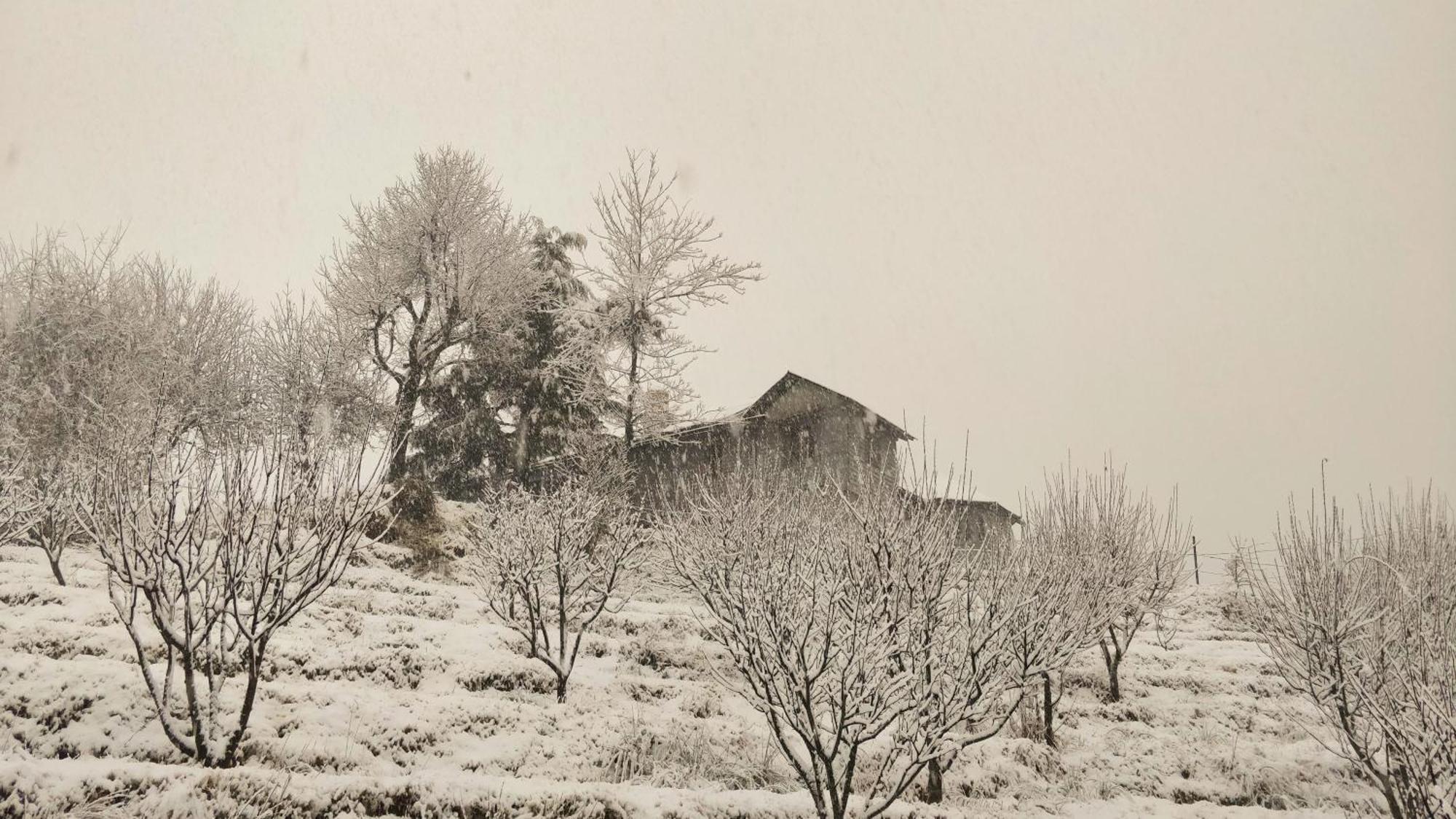 Black Bear Cottage Khajjiar Εξωτερικό φωτογραφία
