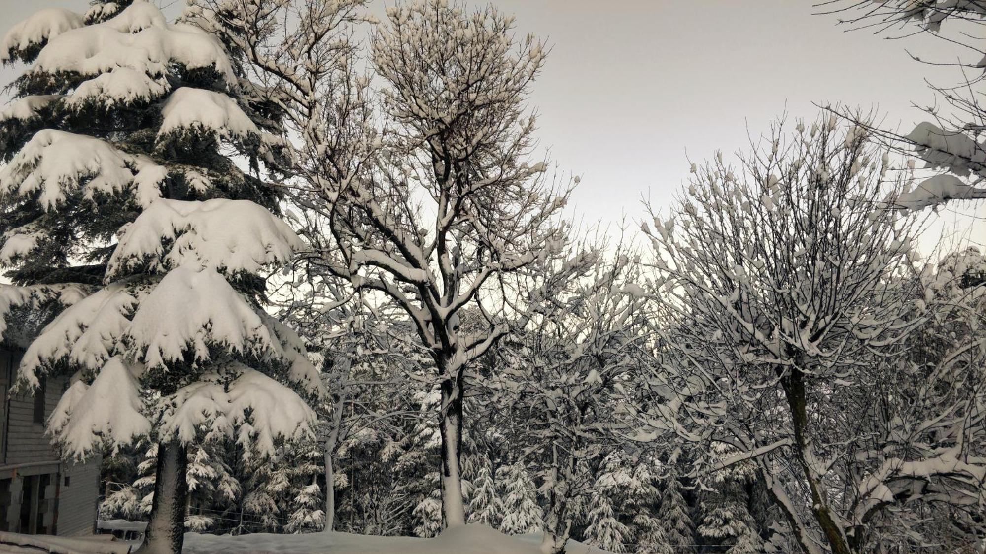 Black Bear Cottage Khajjiar Εξωτερικό φωτογραφία